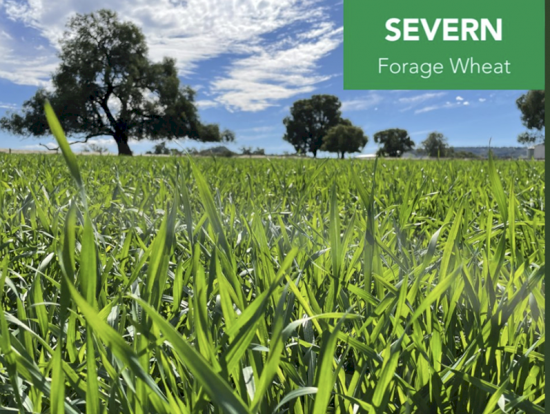 Severn Wheat Seed
