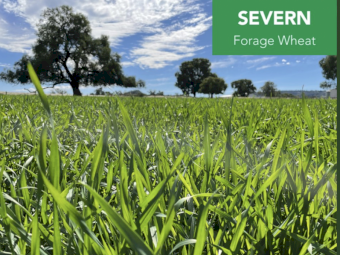 Severn Wheat Seed