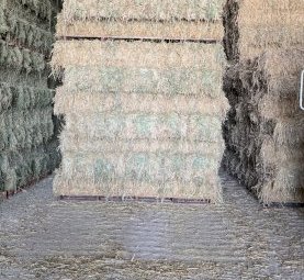 Oaten Hay small squares
