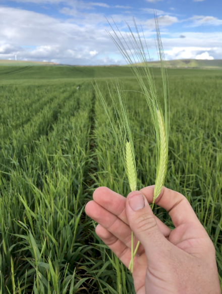 Planet Barley Seed - Graded and Treated (Bulk and Bulk Bags available)