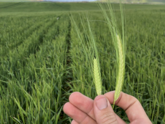 Planet Barley Seed - Graded and Treated (Bulk and Bulk Bags available)
