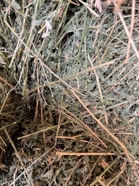 40mt Lucerne Hay 630kg 8x4x3 Bales