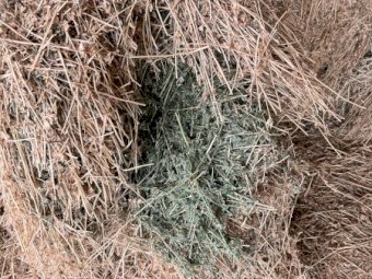 40mt Lucerne Hay 630kg 8x4x3 Bales