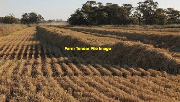 500mt Rice Straw 600kg 8x4x3 Bales