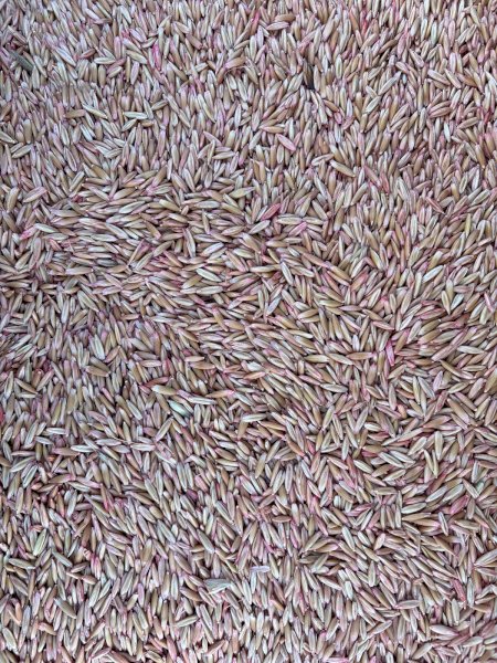 13MT Kingbale Oats