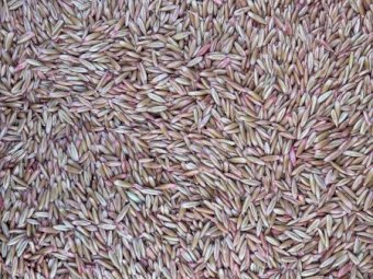 13MT Kingbale Oats