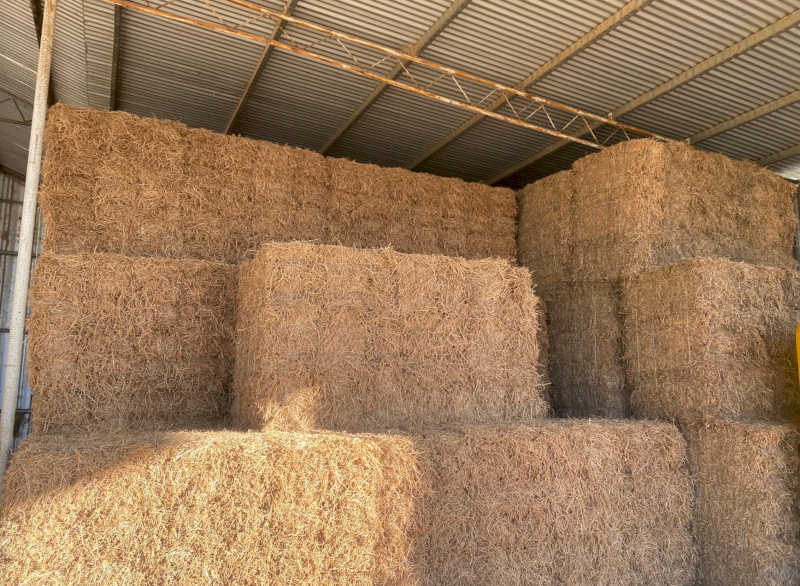 500 x Lucerne Pasture Hay Small Squares
