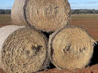 50 X Oaten Hay With Ryegrass 4X4 Round Bales