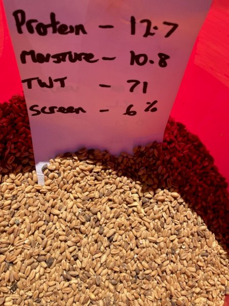 39MT Feed Wheat