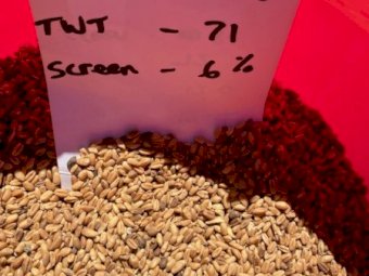 39MT Feed Wheat