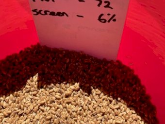 39MT Feed Wheat