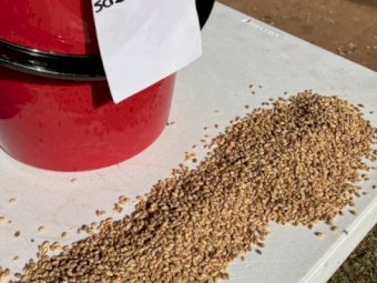 39MT Feed Wheat