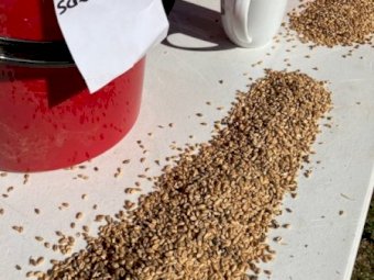 39MT Feed Wheat