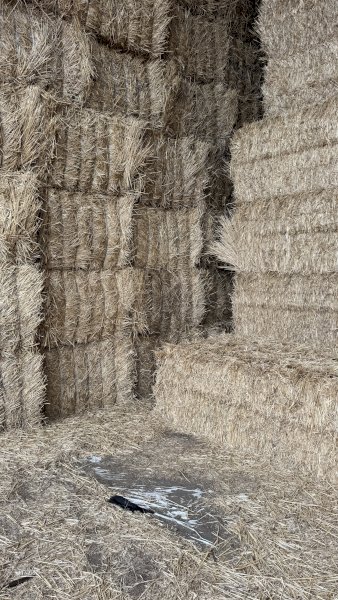 60 mt Wheaten Stripper front Straw
