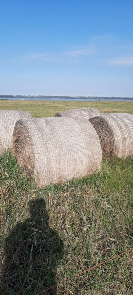 18 X Ryegrass Hay 5X4 Round Bales