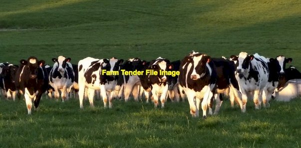 DAIRY HERD FOR SALE