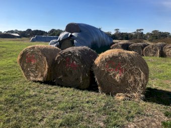 100 x Pasture Hay 5x4 Round Bales