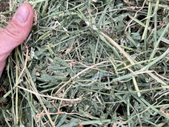 240 m/t Lucerne Hay 8x4x3 Bales