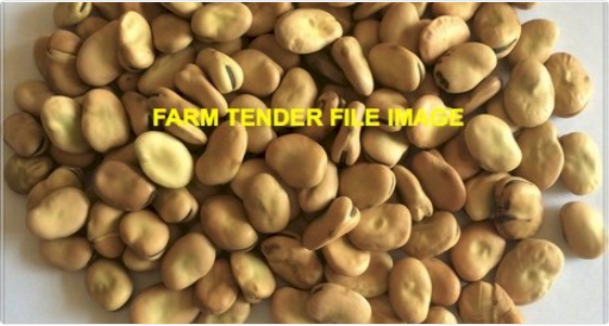 60MT Samira Faba Beans