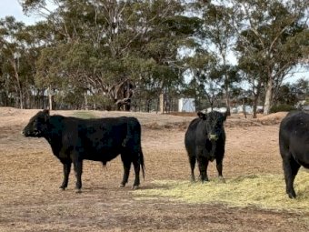 10 x Angus Bulls