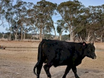 10 x Angus Bulls