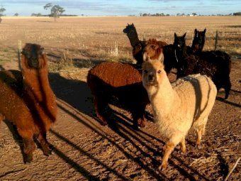 WANTED Alpaca Fleece
