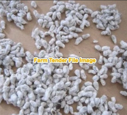 1000mt Cotton Seed (Delivery Only)