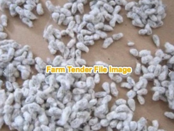 1000mt Cotton Seed (Delivery Only)