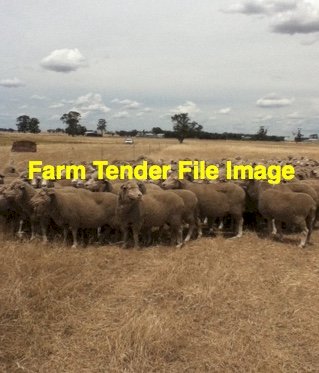 150 Standing Lamb Ewes