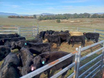 Pure Bred Angus Weaners x 25