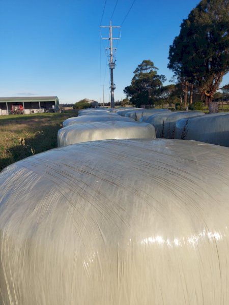 60 Bales Rye & Lucerne & Rye Grass Silage
