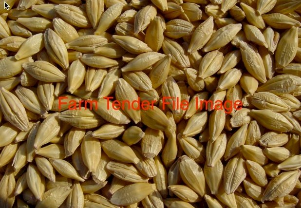Malt Barley