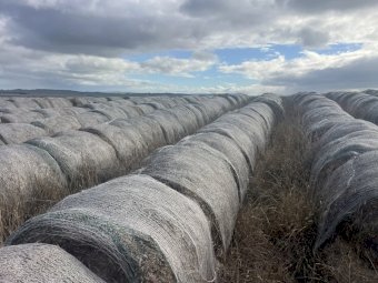 200 Straw Rolls
