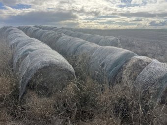 200 Straw Rolls