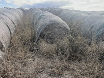 200 Straw Rolls