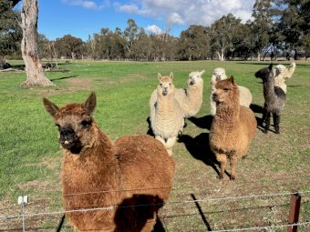 Alpacas x 8