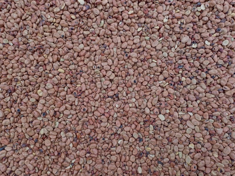 Faba Beans