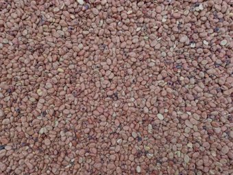 Faba Beans