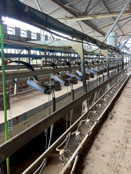 22 swingover dairy with Larsen stall gates