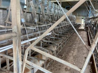 22 swingover dairy with Larsen stall gates