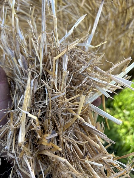 100 Header Trailed Barley Straw Bales