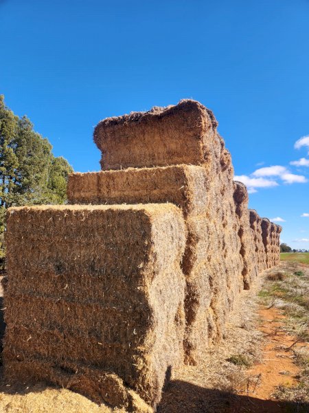 200mt Barley tailings 450kg 8x4x3 Bales