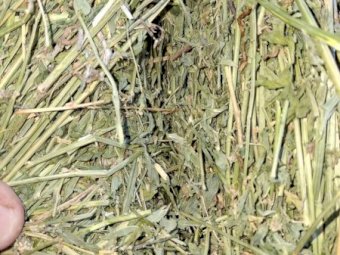 Very Good Quality Lucerne Hay.