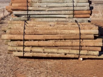  Secondhand treated pine posts plus steel strainers