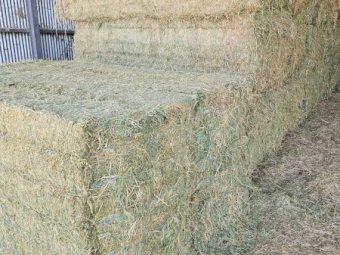 30 mt  Vetch Hay 8x4x3 Bales 24/25 Season