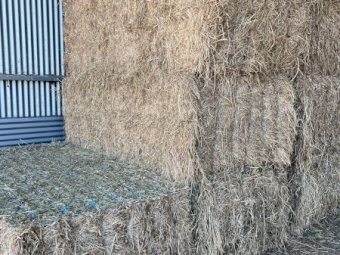 Lucerne Hay 8x4x3 Bales