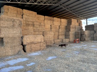 4 B Double loads Wheaten Straw 8x4x3 Bales