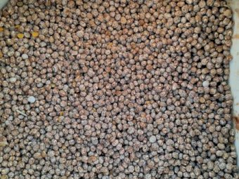 40MT Lupins