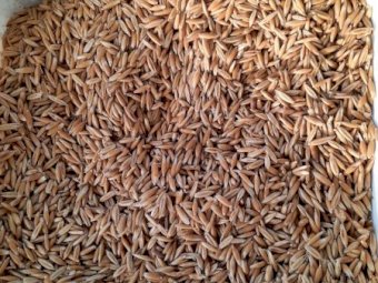 30MT Winteroo Oats