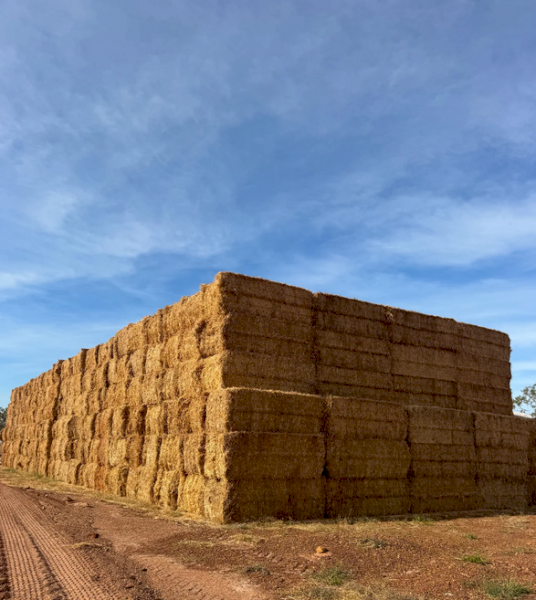 200mt Cavalcade Hay 500kg 8x4x3 Bales